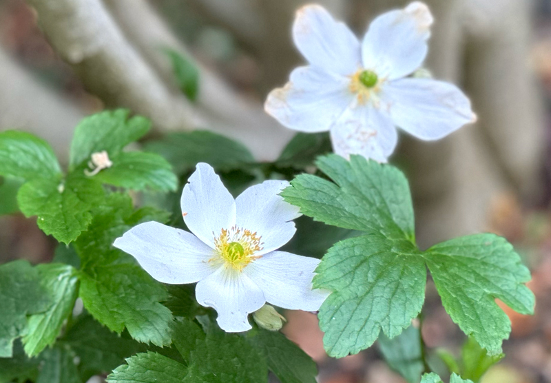 Anemone WILD SWAN