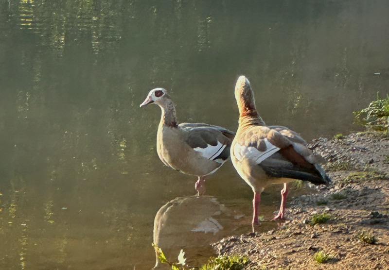 Egyptian Geese