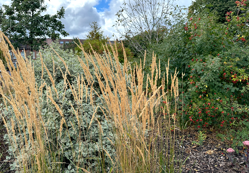 William Morris Garden