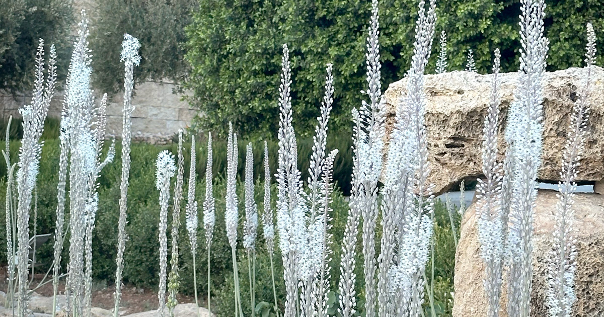 Drimia maritima