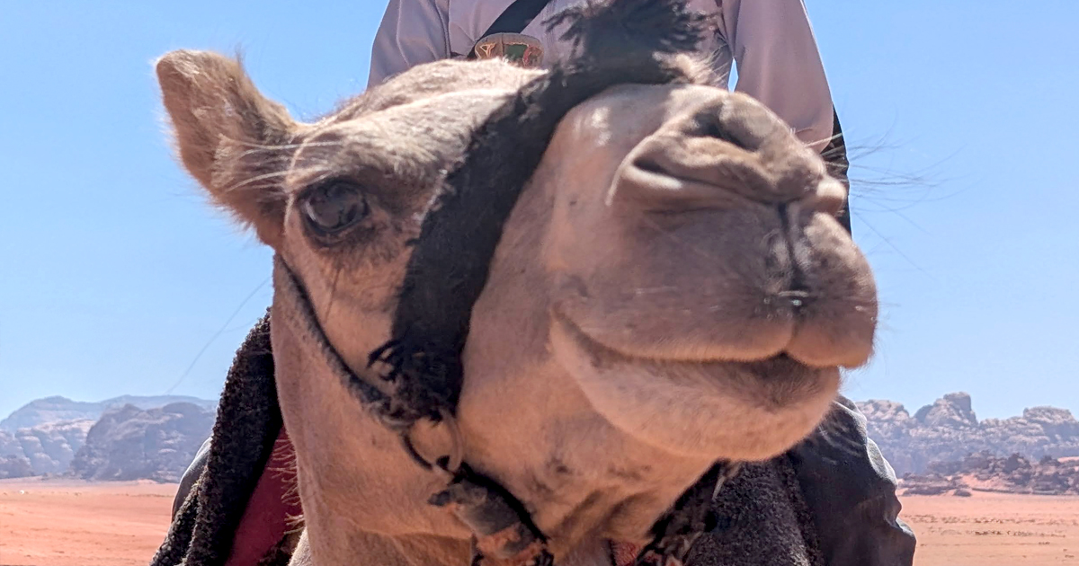 Camel in Wadi Rum
