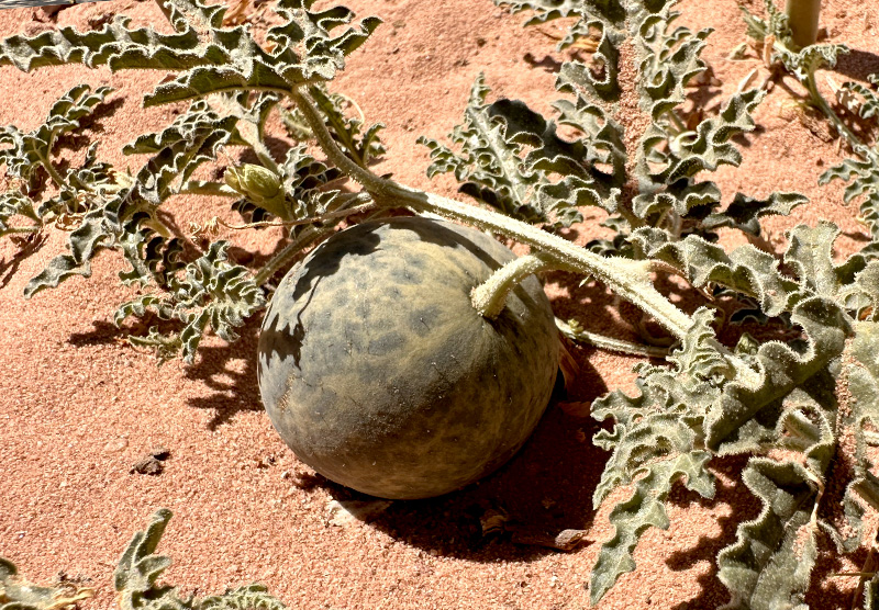 Citrullus colocynthis