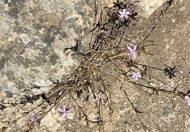 Dianthus micranthus
