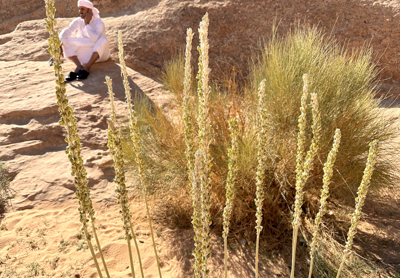 Drimia maritima