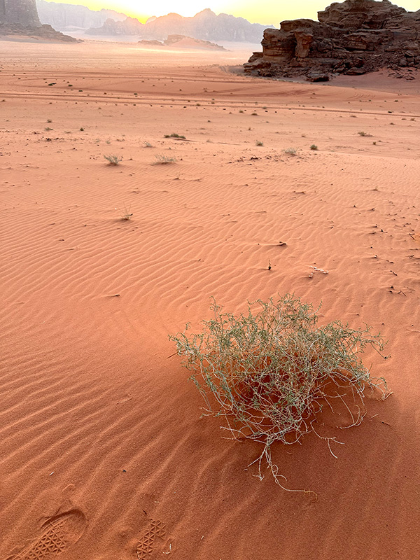 Haloxylon scoparium