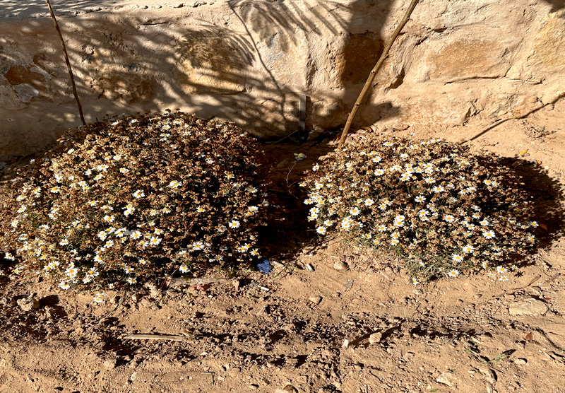 palnts in Amman