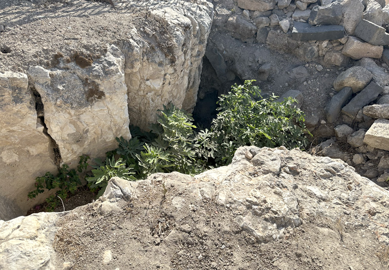 plant in crack