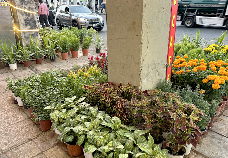 plant shop in Amman
