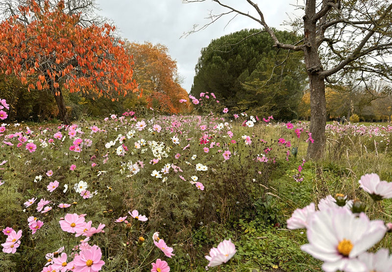 the field of the cosmos