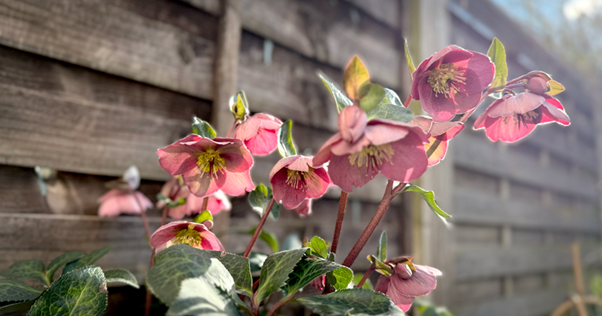 冬のお花の定番、クリスマスローズ