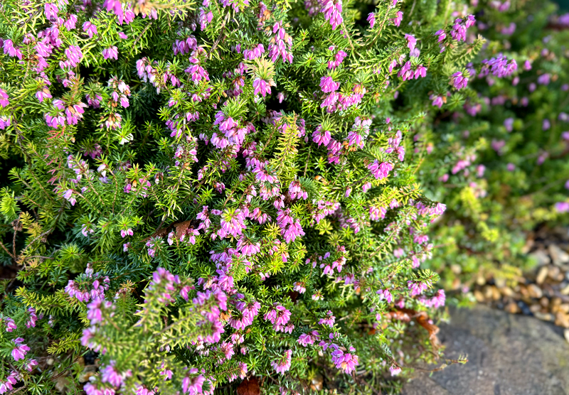 Erica carnea