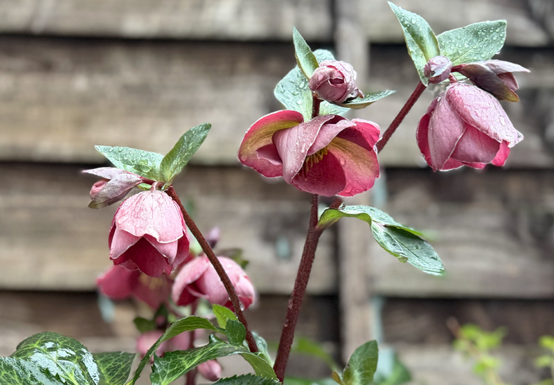 Helleborus