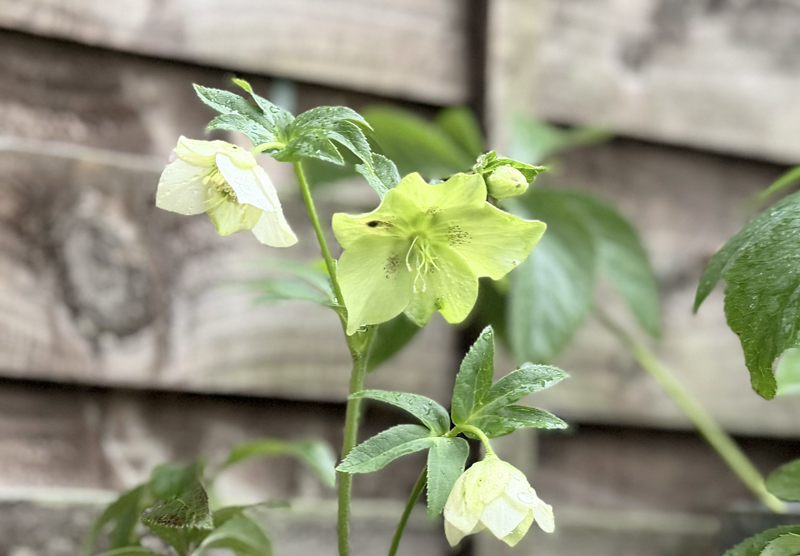 Helleborus