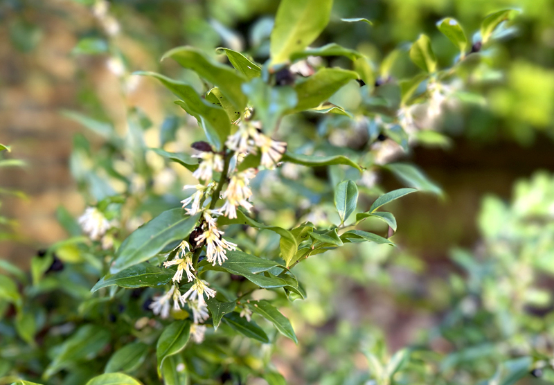 Sarcococca confusa