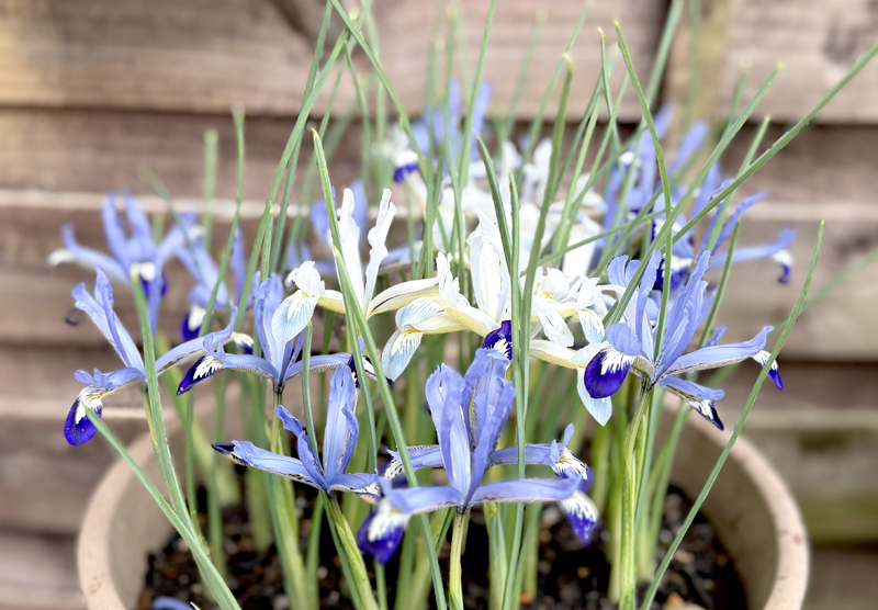 Iris reticulata