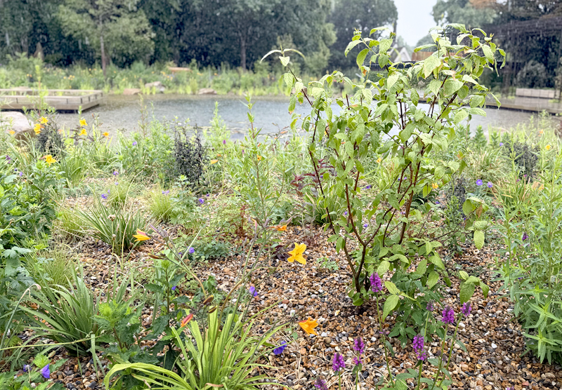 naturalistic planting