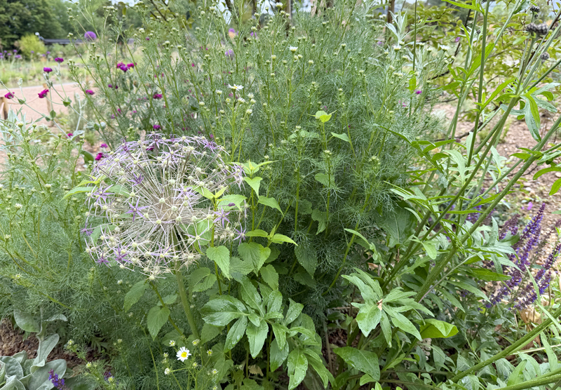Allium cristophii