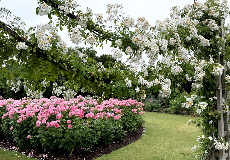 Rose garden