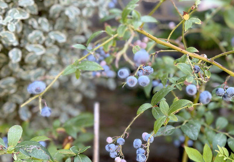 Blueberries