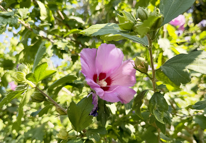Hibiscus