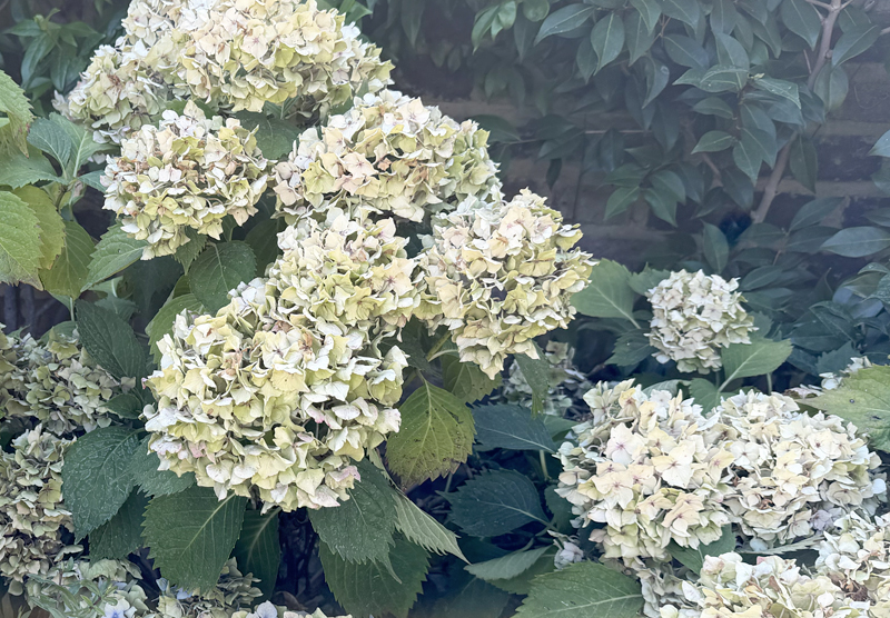 Hydrangea