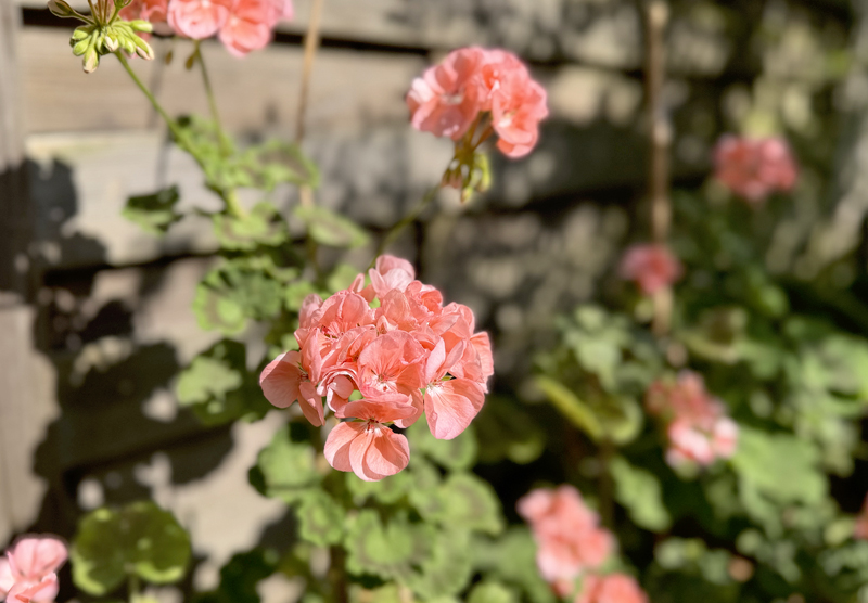 Pelargonium