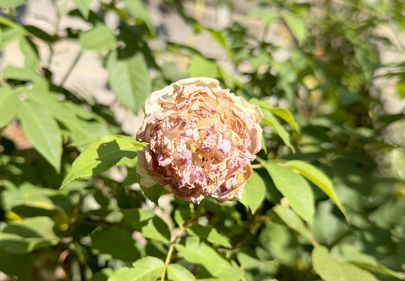 Rose