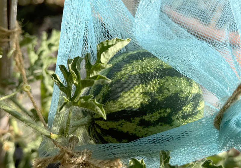 Watermelon