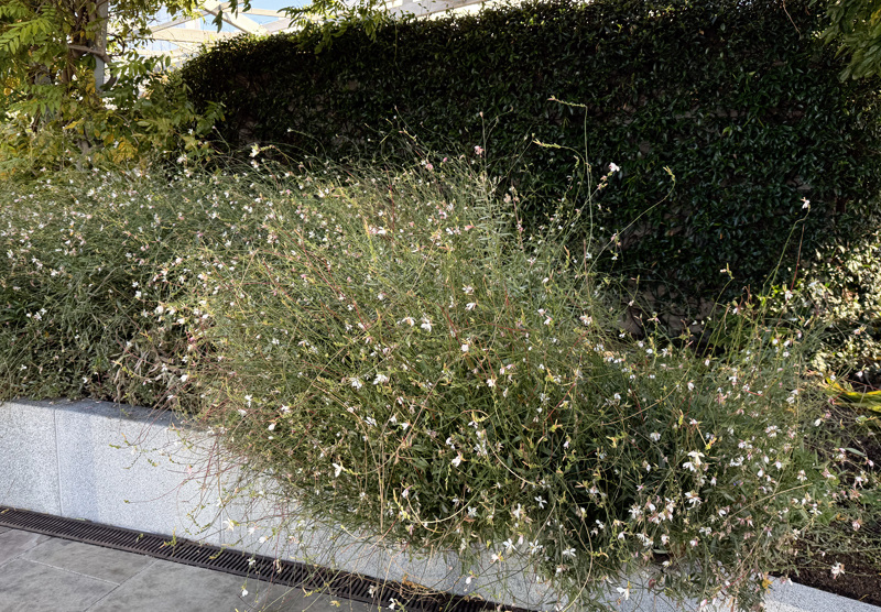 gaura